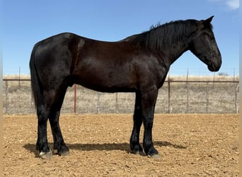 Draft Horse, Castrone, 3 Anni, 170 cm, Morello
