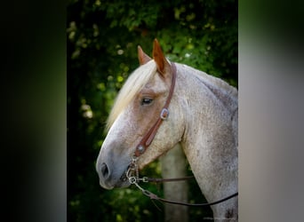 Draft Horse, Castrone, 3 Anni, 170 cm, Roano rosso