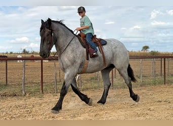 Draft Horse Mix, Castrone, 3 Anni, 173 cm, Roano blu