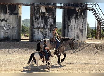 Draft Horse Mix, Castrone, 3 Anni, 173 cm, Roano blu