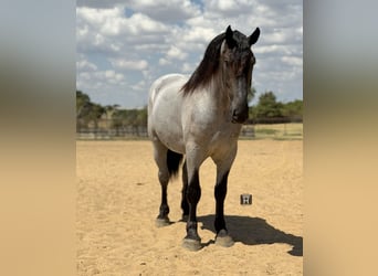 Draft Horse Mix, Castrone, 3 Anni, 173 cm, Roano blu