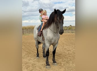 Draft Horse Mix, Castrone, 3 Anni, 173 cm, Roano blu