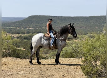 Draft Horse Mix, Castrone, 3 Anni, 173 cm, Roano blu