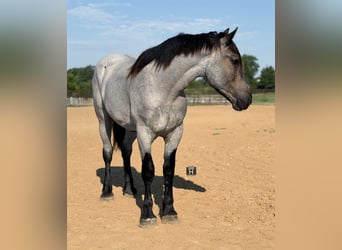 Draft Horse Mix, Castrone, 3 Anni, 173 cm, Roano blu