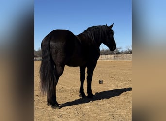 Draft Horse, Castrone, 3 Anni, 178 cm, Morello