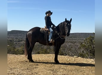 Draft Horse, Castrone, 3 Anni, 178 cm, Morello