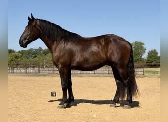 Draft Horse Mix, Castrone, 3 Anni, Morello