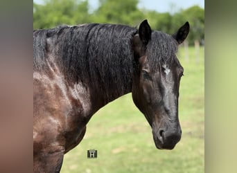 Draft Horse Mix, Castrone, 3 Anni, Morello