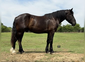 Draft Horse Mix, Castrone, 3 Anni, Morello