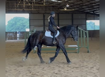 Draft Horse Mix, Castrone, 3 Anni, Morello