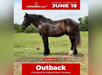 Draft Horse Mix, Castrone, 3 Anni, Morello
