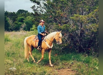Draft Horse Mix, Castrone, 3 Anni, Palomino