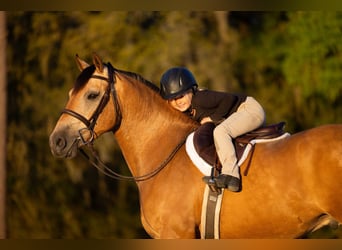 Draft Horse Mix, Castrone, 4 Anni, 150 cm, Pelle di daino