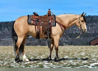 Draft Horse Mix, Castrone, 4 Anni, 150 cm, Pelle di daino