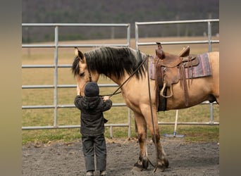 Draft Horse Mix, Castrone, 4 Anni, 150 cm, Pelle di daino