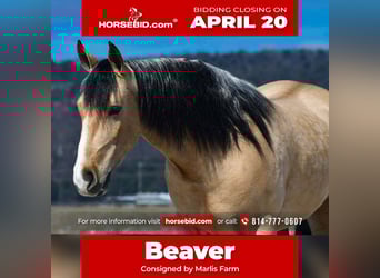 Draft Horse Mix, Castrone, 4 Anni, 150 cm, Pelle di daino