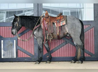 Draft Horse Mix, Castrone, 4 Anni, 150 cm, Roano blu