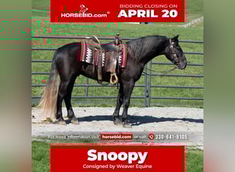 Draft Horse Mix, Castrone, 4 Anni, 152 cm, Grigio