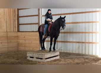 Draft Horse Mix, Castrone, 4 Anni, 152 cm, Grigio