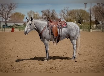 Draft Horse, Castrone, 4 Anni, 152 cm