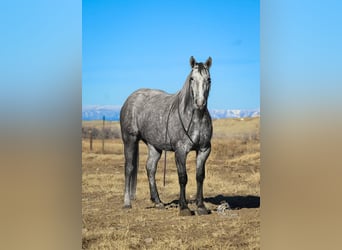Draft Horse, Castrone, 4 Anni, 152 cm