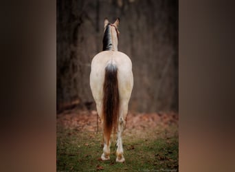 Draft Horse Mix, Castrone, 4 Anni, 152 cm, Pelle di daino