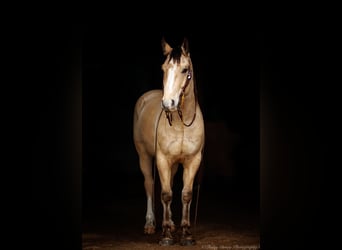 Draft Horse Mix, Castrone, 4 Anni, 152 cm, Pelle di daino