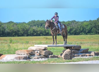 Draft Horse Mix, Castrone, 4 Anni, 152 cm, Pelle di daino