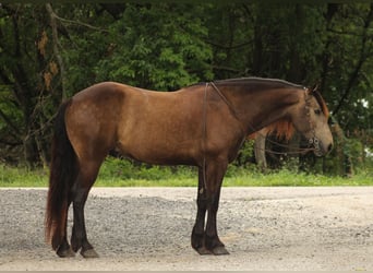 Draft Horse Mix, Castrone, 4 Anni, 152 cm, Pelle di daino