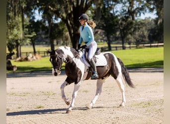 Draft Horse Mix, Castrone, 4 Anni, 152 cm, Pezzato