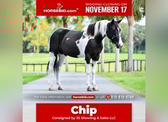 Draft Horse Mix, Castrone, 4 Anni, 152 cm, Pezzato