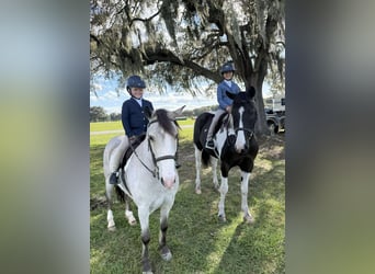 Draft Horse Mix, Castrone, 4 Anni, 152 cm, Pezzato