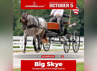 Draft Horse Mix, Castrone, 4 Anni, 152 cm, Roano blu