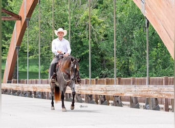 Draft Horse Mix, Castrone, 4 Anni, 152 cm, Roano blu