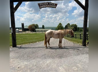 Draft Horse, Castrone, 4 Anni, 152 cm, Roano rosso