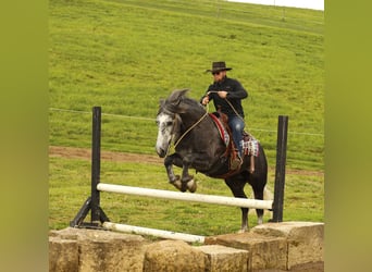 Draft Horse Mix, Castrone, 4 Anni, 155 cm, Grigio pezzato