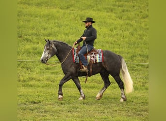 Draft Horse Mix, Castrone, 4 Anni, 155 cm, Grigio pezzato