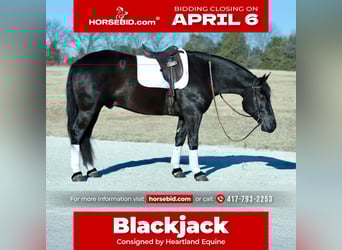 Draft Horse Mix, Castrone, 4 Anni, 155 cm, Morello