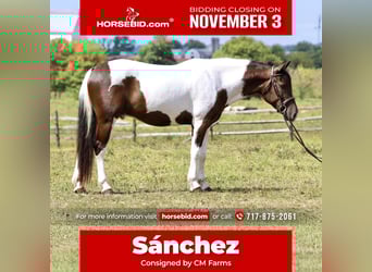 Draft Horse Mix, Castrone, 4 Anni, 155 cm, Pezzato