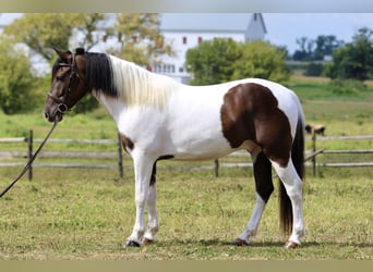 Draft Horse Mix, Castrone, 4 Anni, 155 cm, Pezzato