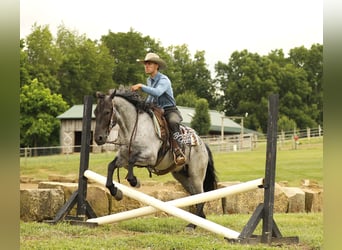 Draft Horse Mix, Castrone, 4 Anni, 155 cm, Roano blu