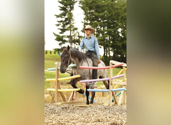 Draft Horse Mix, Castrone, 4 Anni, 155 cm, Roano blu