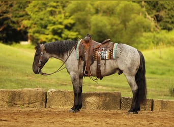 Draft Horse Mix, Castrone, 4 Anni, 155 cm, Roano blu