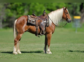 Draft Horse Mix, Castrone, 4 Anni, 155 cm, Sauro ciliegia