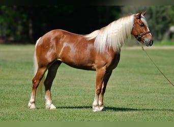 Draft Horse Mix, Castrone, 4 Anni, 155 cm, Sauro ciliegia