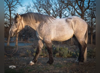 Draft Horse, Castrone, 4 Anni, 157 cm, Pelle di daino