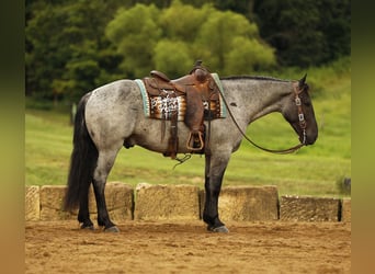 Draft Horse Mix, Castrone, 4 Anni, 157 cm, Roano blu