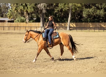 Draft Horse Mix, Castrone, 4 Anni, 160 cm, Falbo