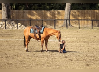 Draft Horse Mix, Castrone, 4 Anni, 160 cm, Falbo