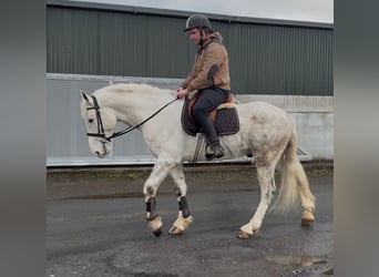 Draft Horse, Castrone, 4 Anni, 160 cm, Grigio